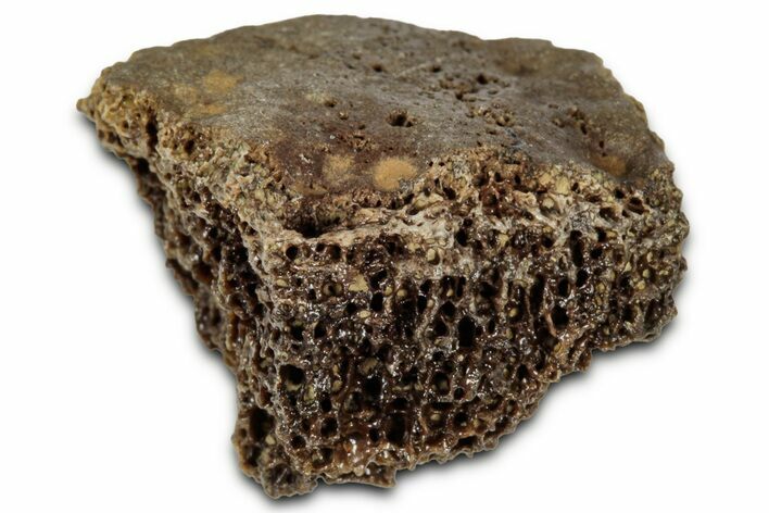 Fossil Tyrannosaur (T rex) Bone Section - Wyoming #352784